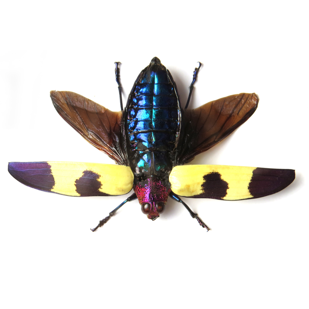 Framed Beetle Chrysochroa Rugicollis Specimen