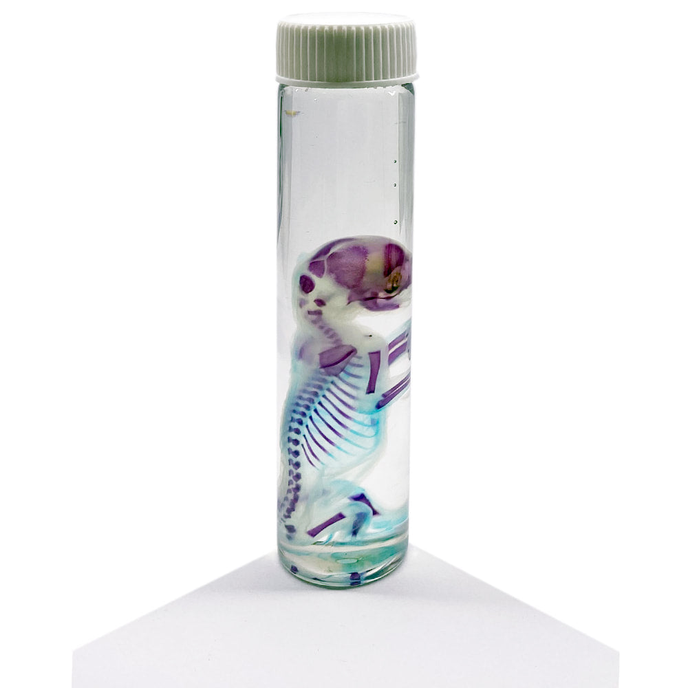 Kitten Foetus Diaphonised Specimen Jar