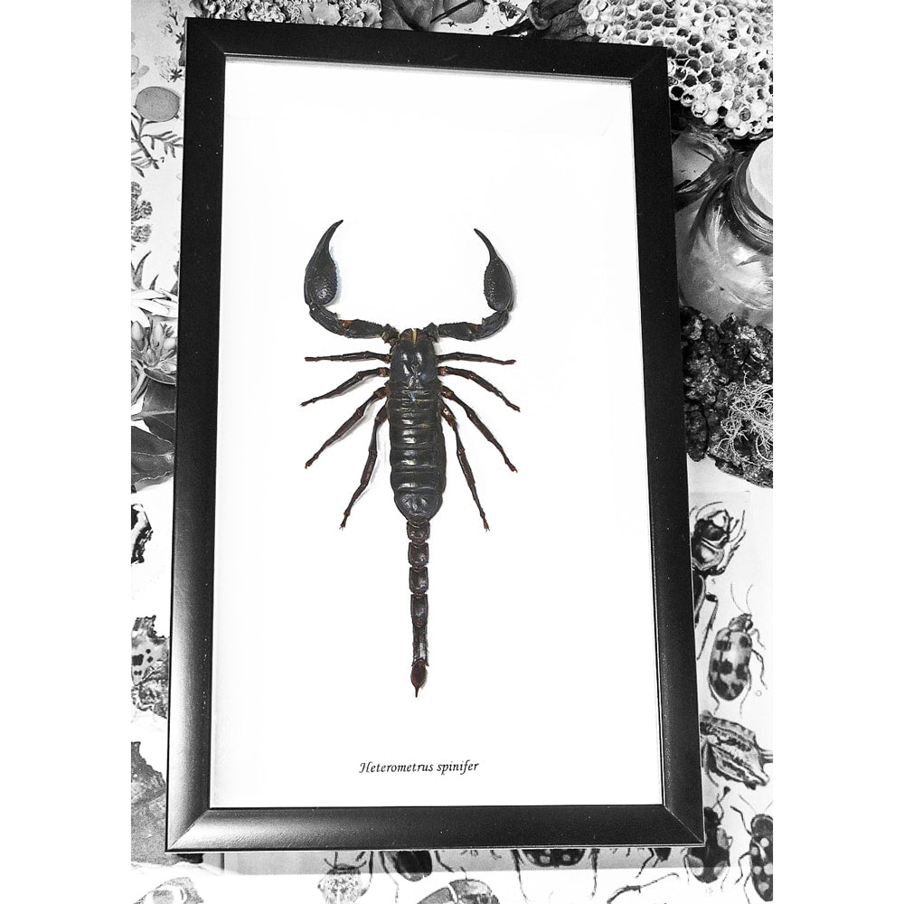 Framed Scorpion Hetrometrus Laoticus Spinifer Extra Large Specimen