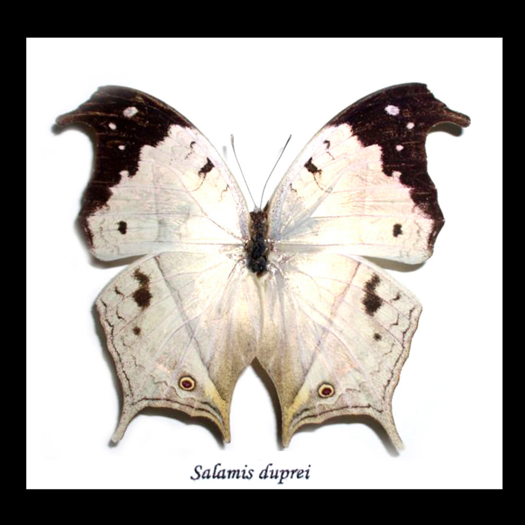 Mother of Pearl Butterfly Genuine Framed Specimen