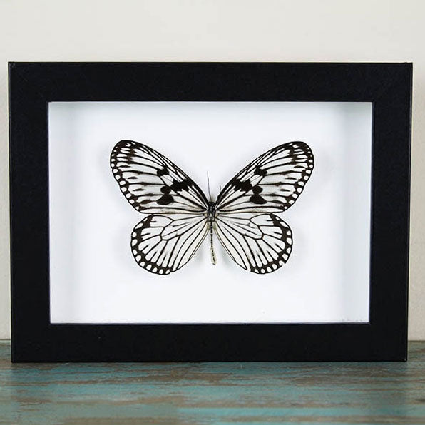 Wood Nymph Genuine Butterfly Framed Specimen