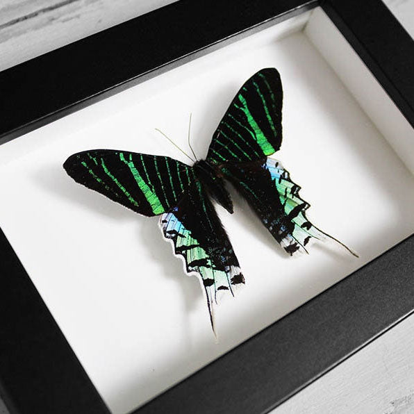 Urania leilus Genuine Framed Moth Specimen