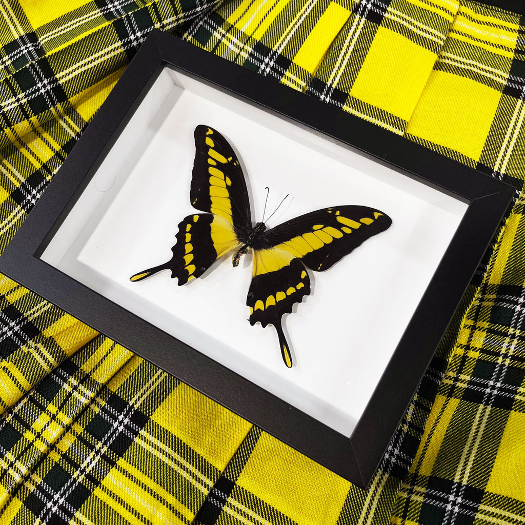 King Swallowtail Genuine Framed Butterfly