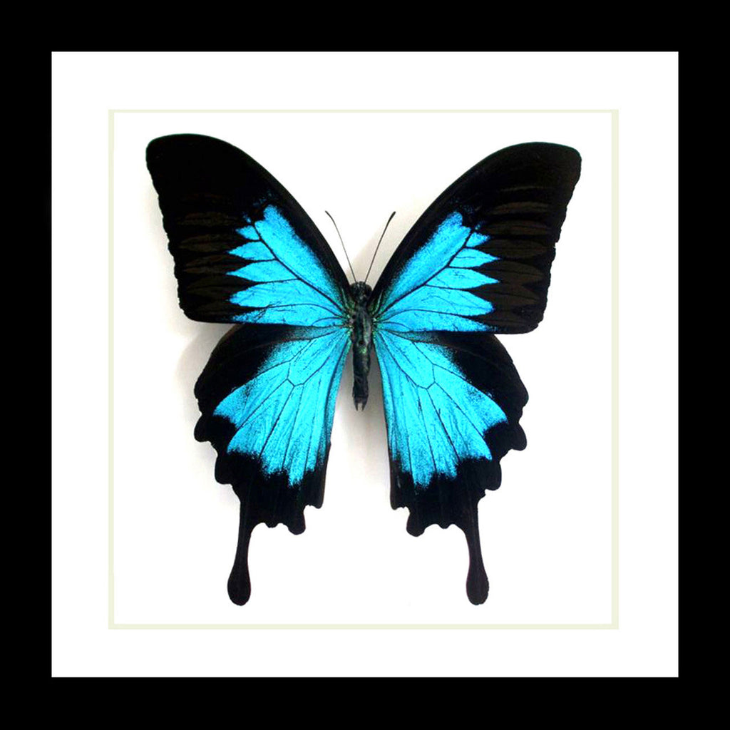 Papilio Ulysses Framed Blue Butterfly Specimen
