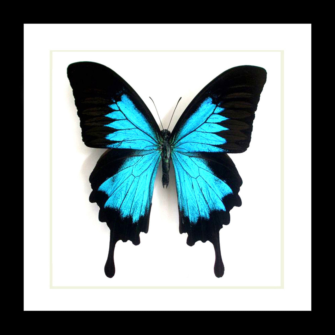 Papilio Ulysses Framed Blue Butterfly Specimen