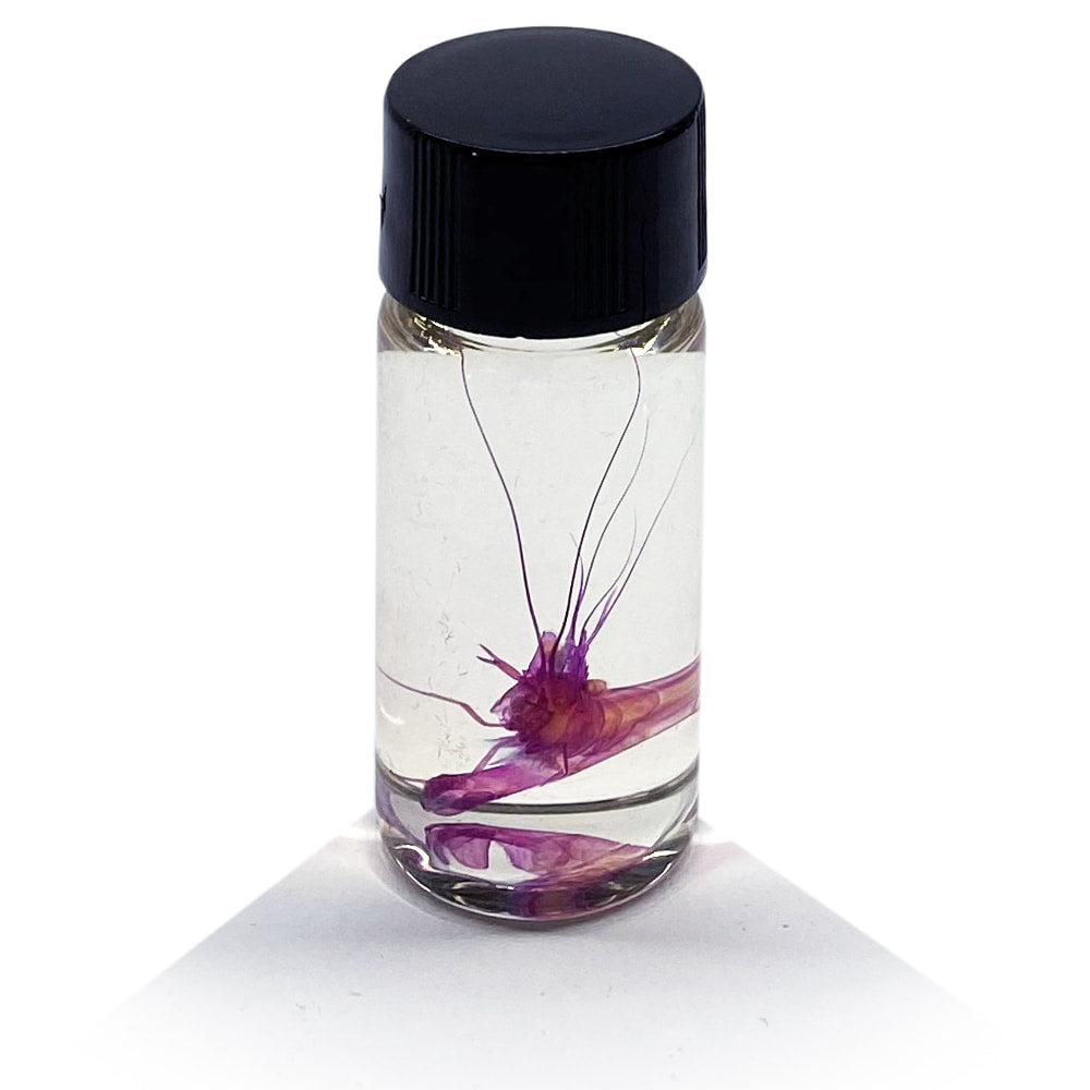 Tiny Shrimp Diaphonised Specimen