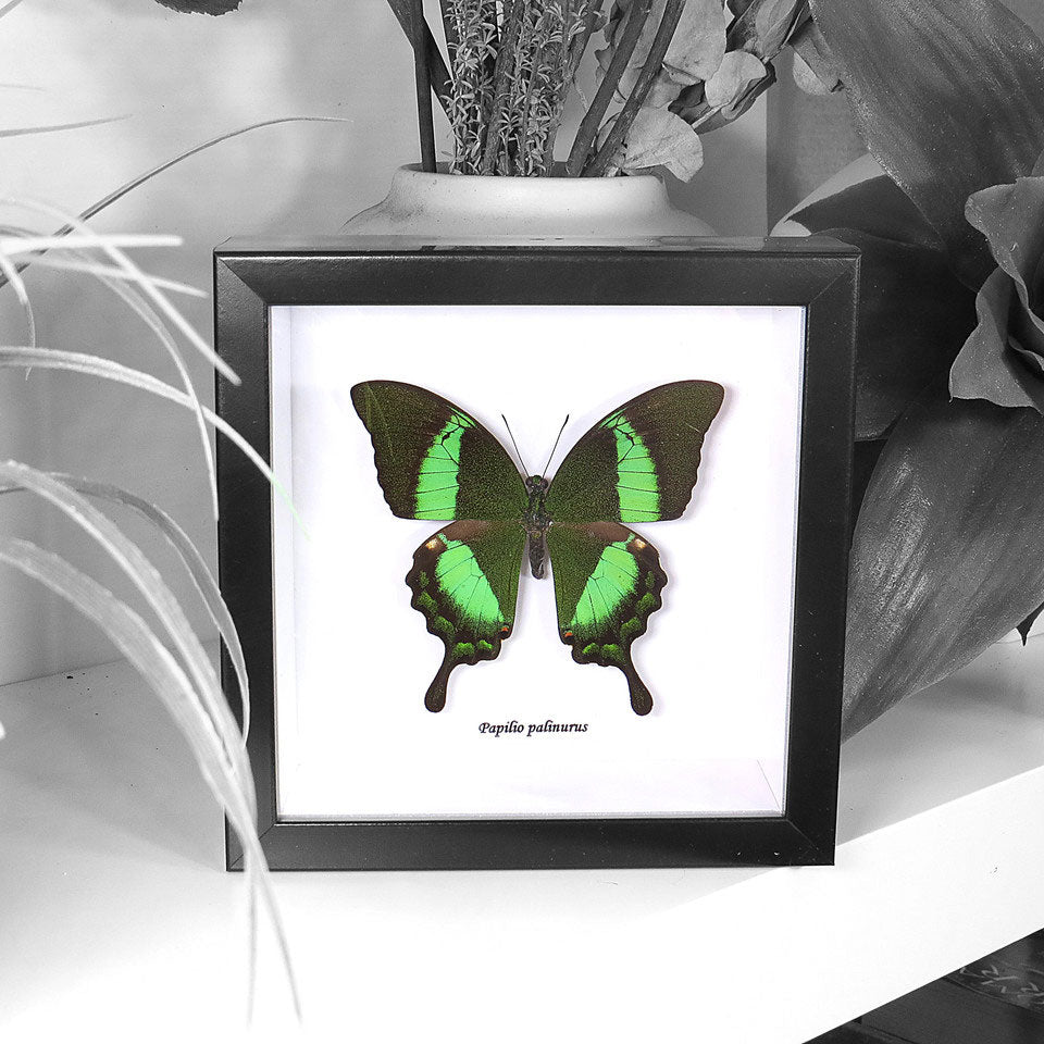 Papilio Butterfly Genuine Framed Specimen