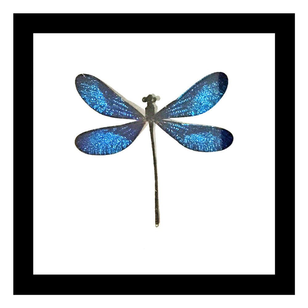 Blue Dragonfly Framed Specimen