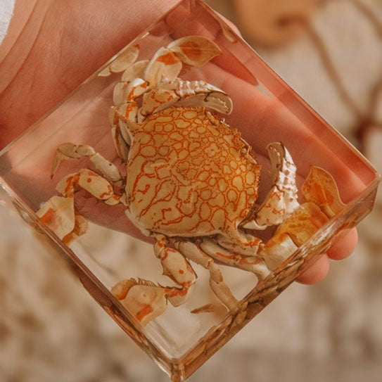 Flower Moon Crab Specimen