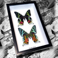 Chrysiridia Riphaeria Visa + Verso Black Moth Framed Specimen