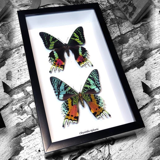 Chrysiridia Riphaeria Visa + Verso Black Moth Framed Specimen