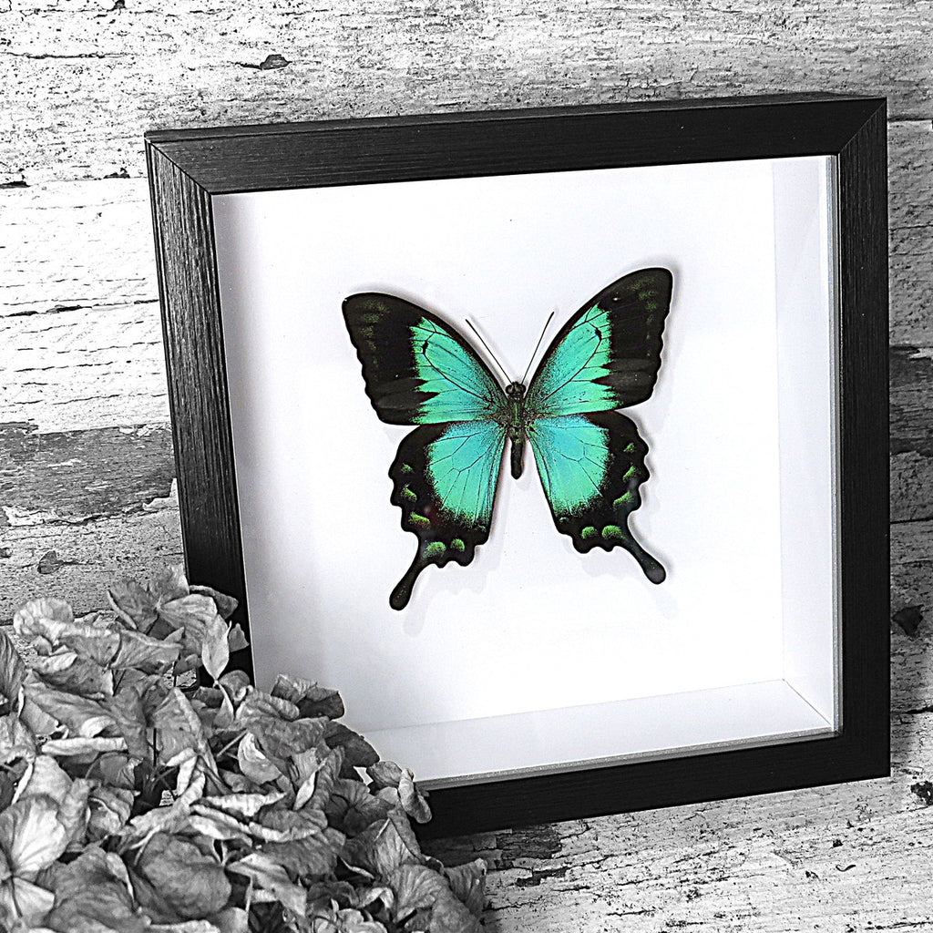 Green Butterfly Papilio Lorquinianus Swallowtail Genuine Framed Specimen