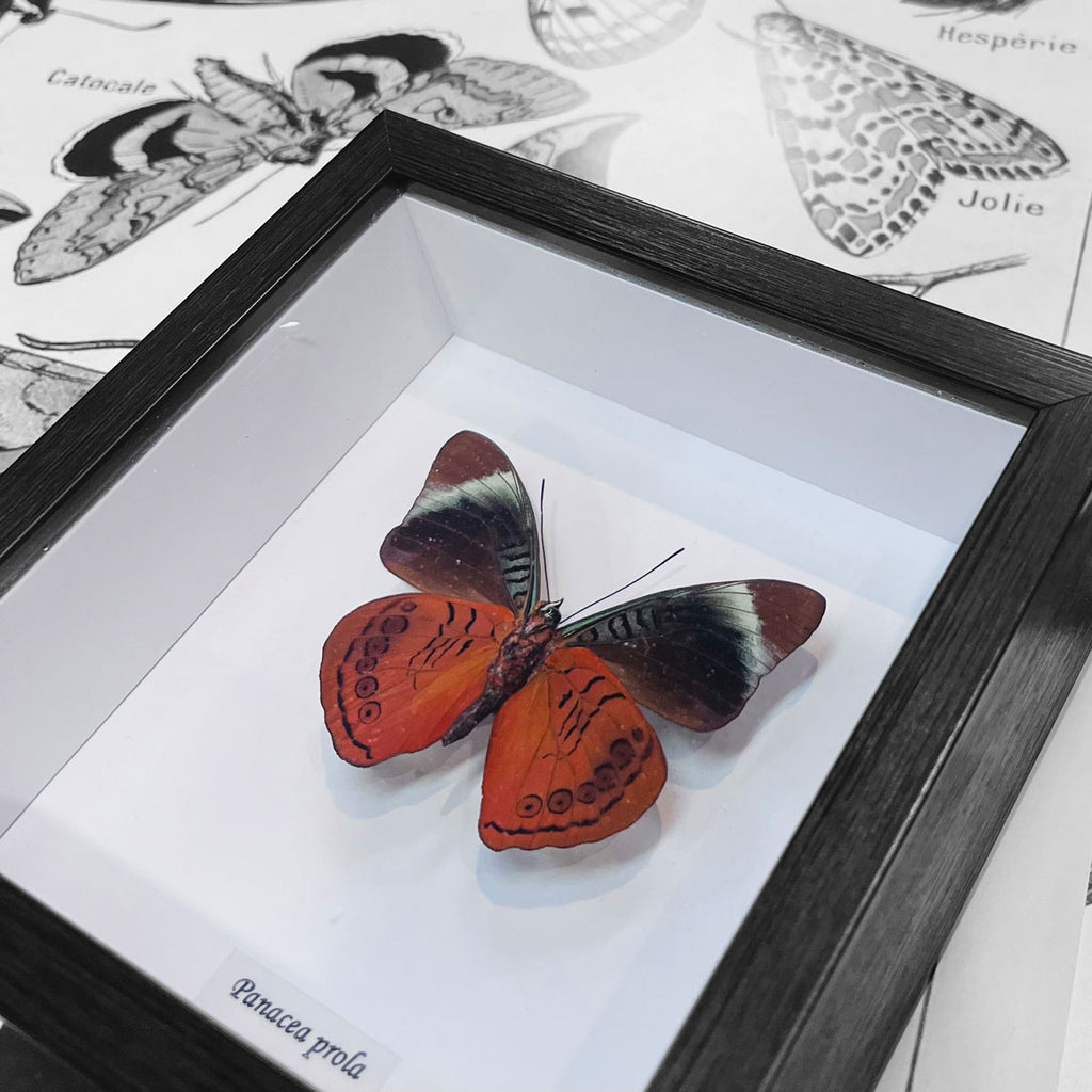 Red Flasher Butterfly Genuine Framed Specimen