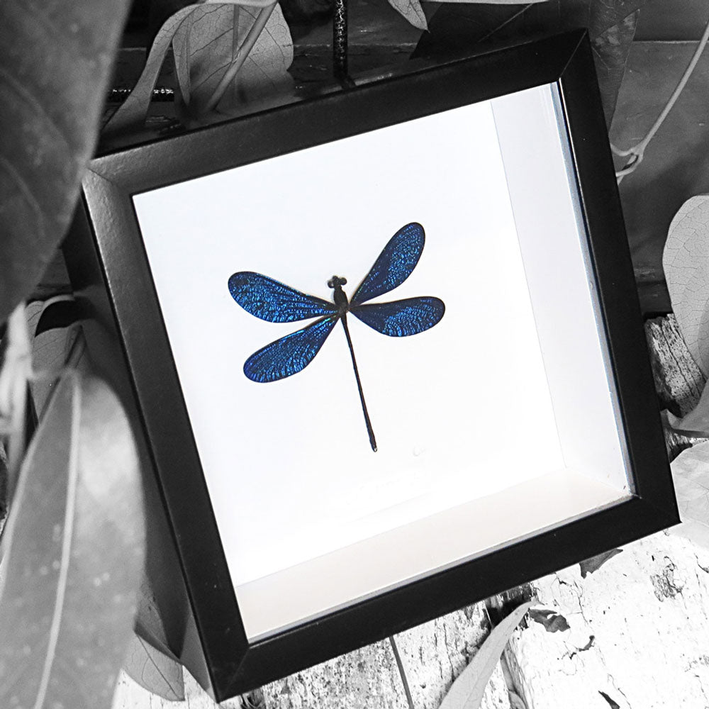 Blue Dragonfly Framed Specimen