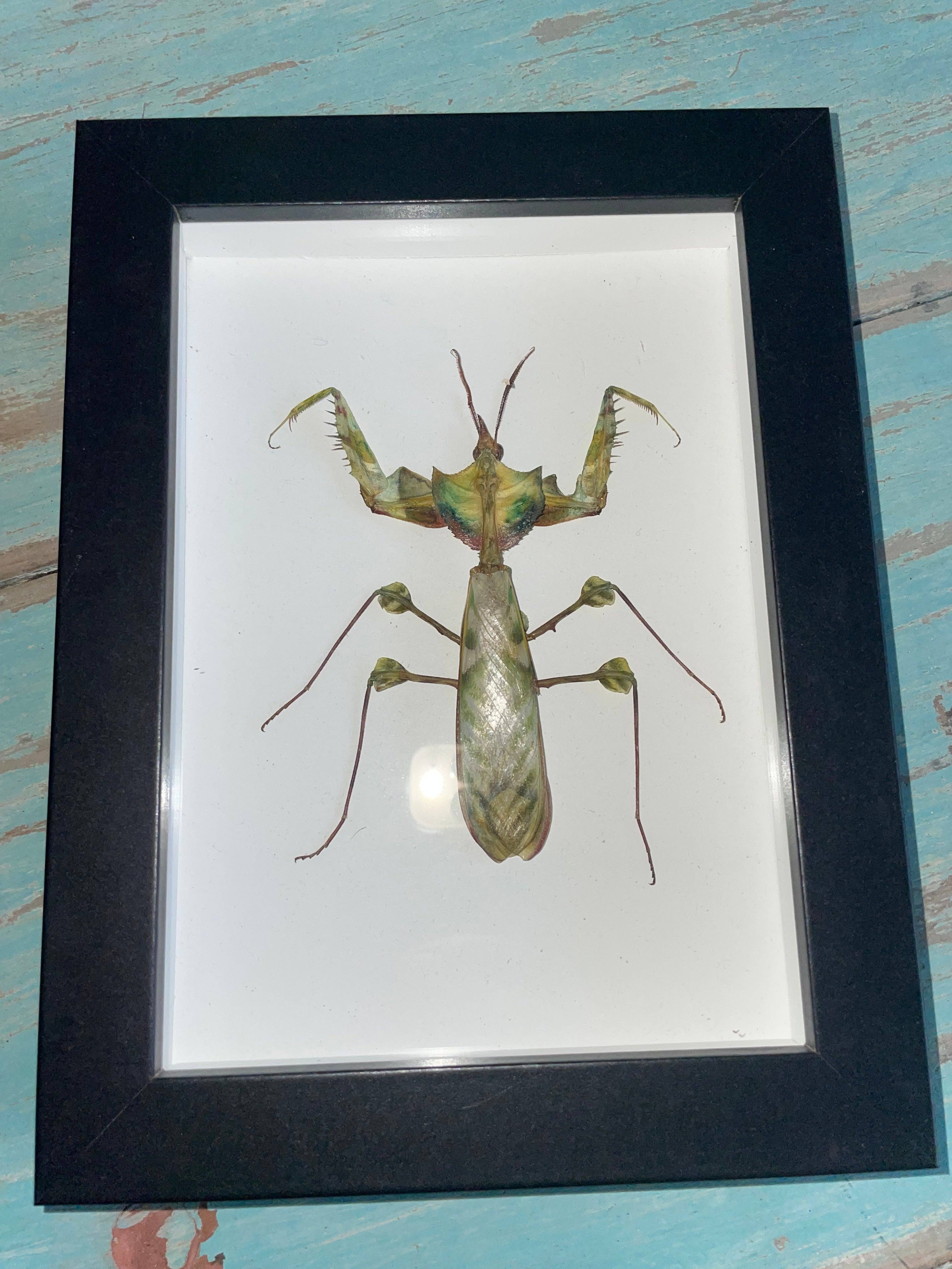 Idolomantis diabolica in a Black Frame