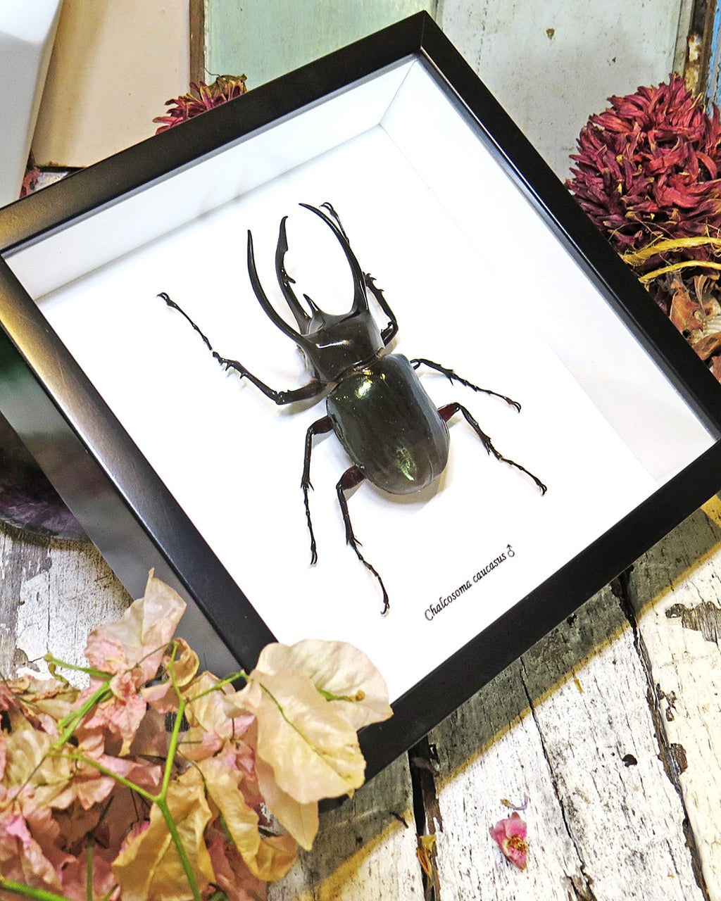 Chalcosoma Caucasus Male Framed Rhino Beetle Specimen
