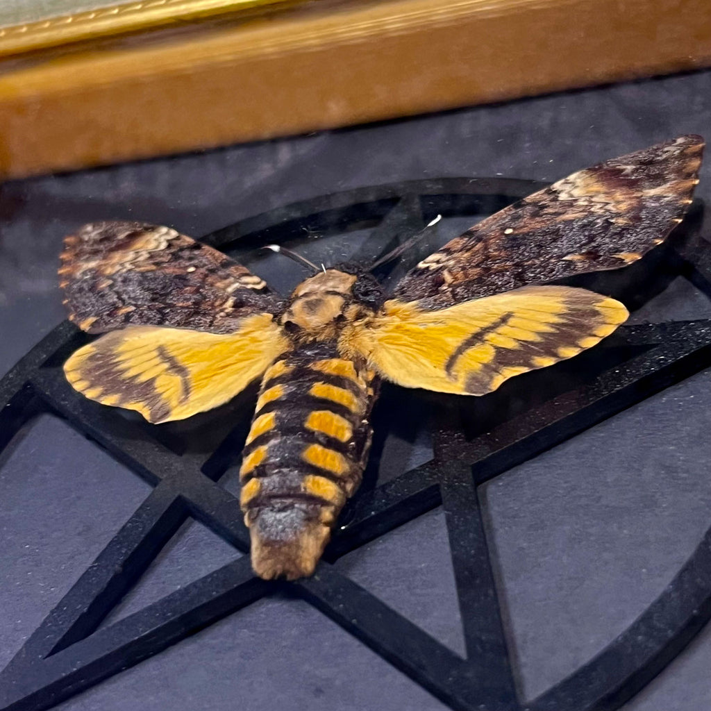 Death's Head Hawkmoth Guilded Framed Specimen