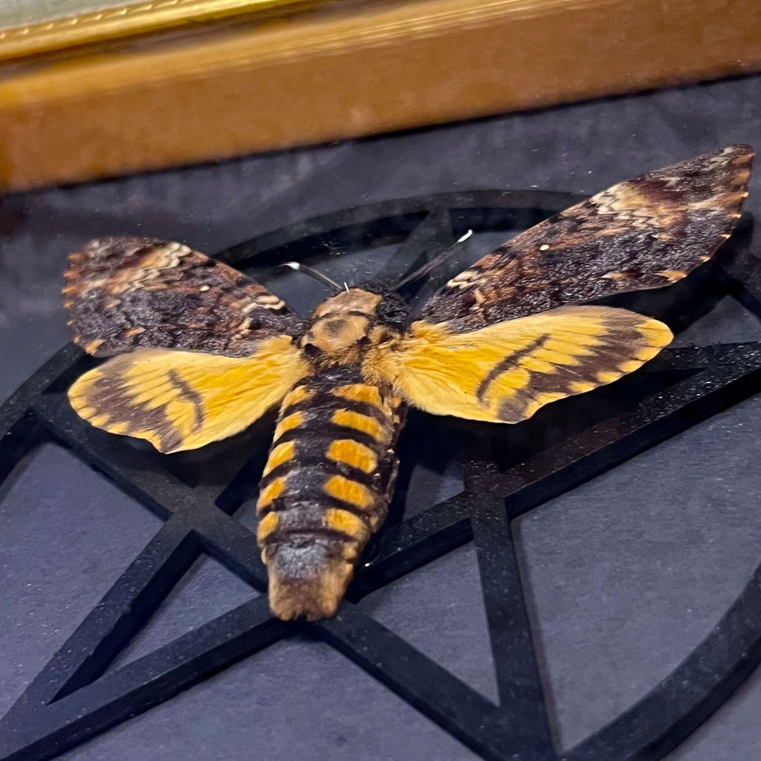 Death's Head Hawkmoth Guilded Framed Specimen