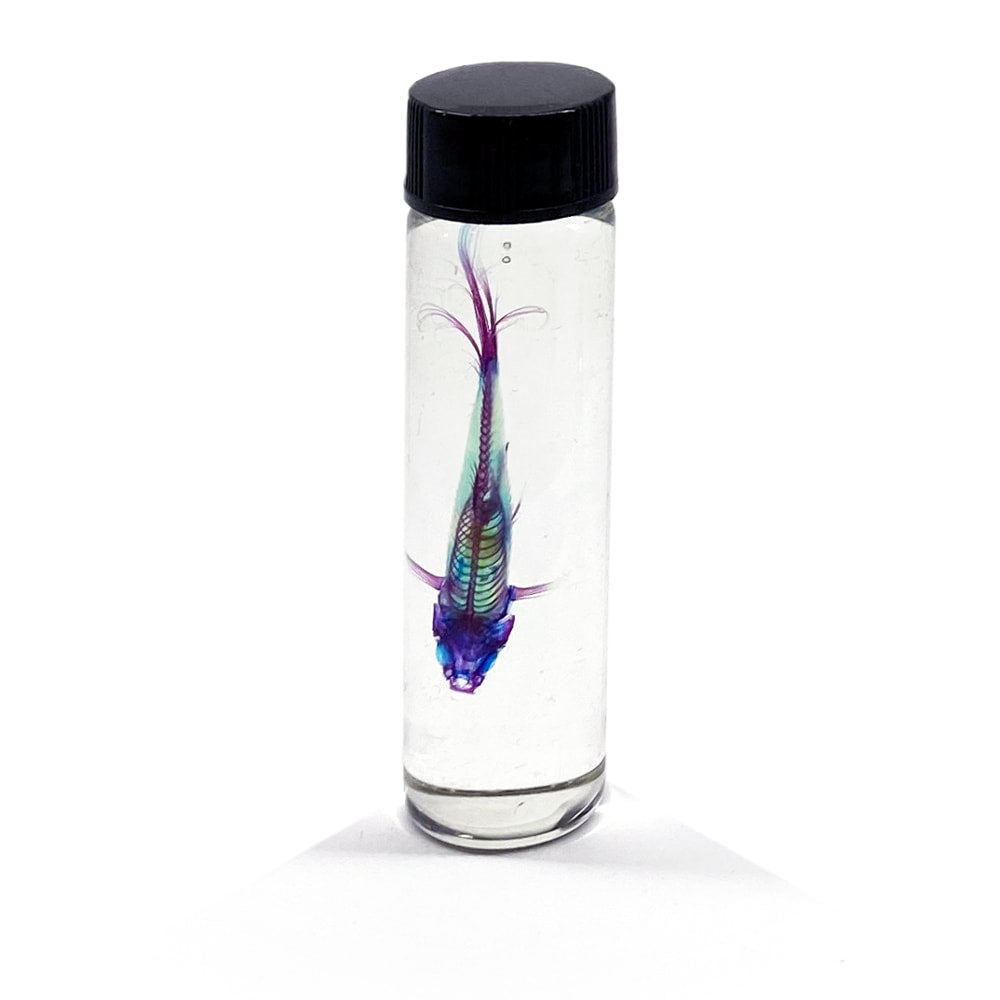 Guppies Diaphonised
