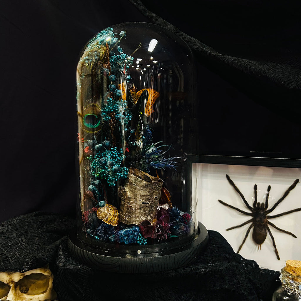 Madagascan Moth and Butterfly Genuine Specimen Curiosity Dome