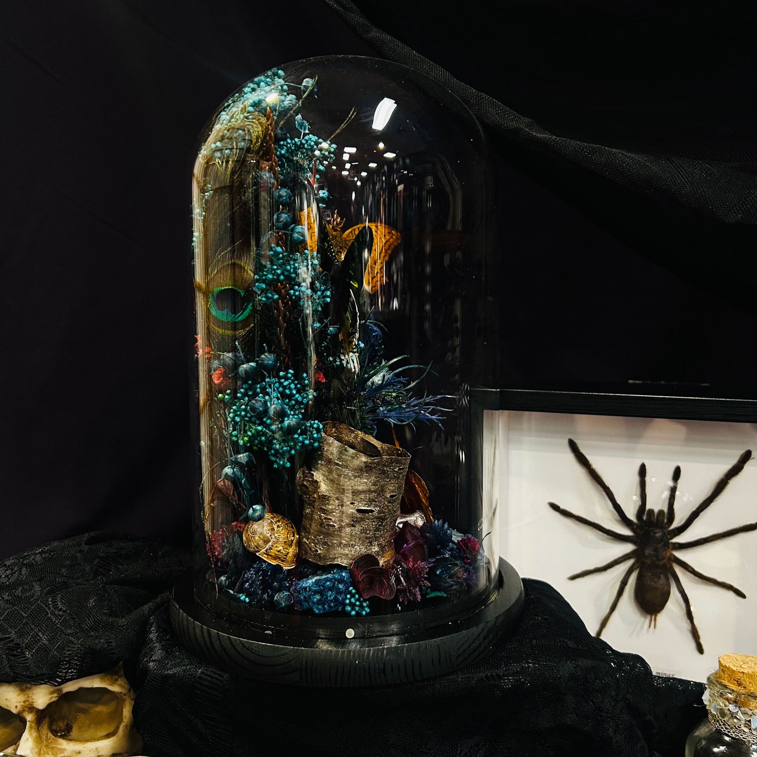 Madagascan Moth and Butterfly Genuine Specimen Curiosity Dome