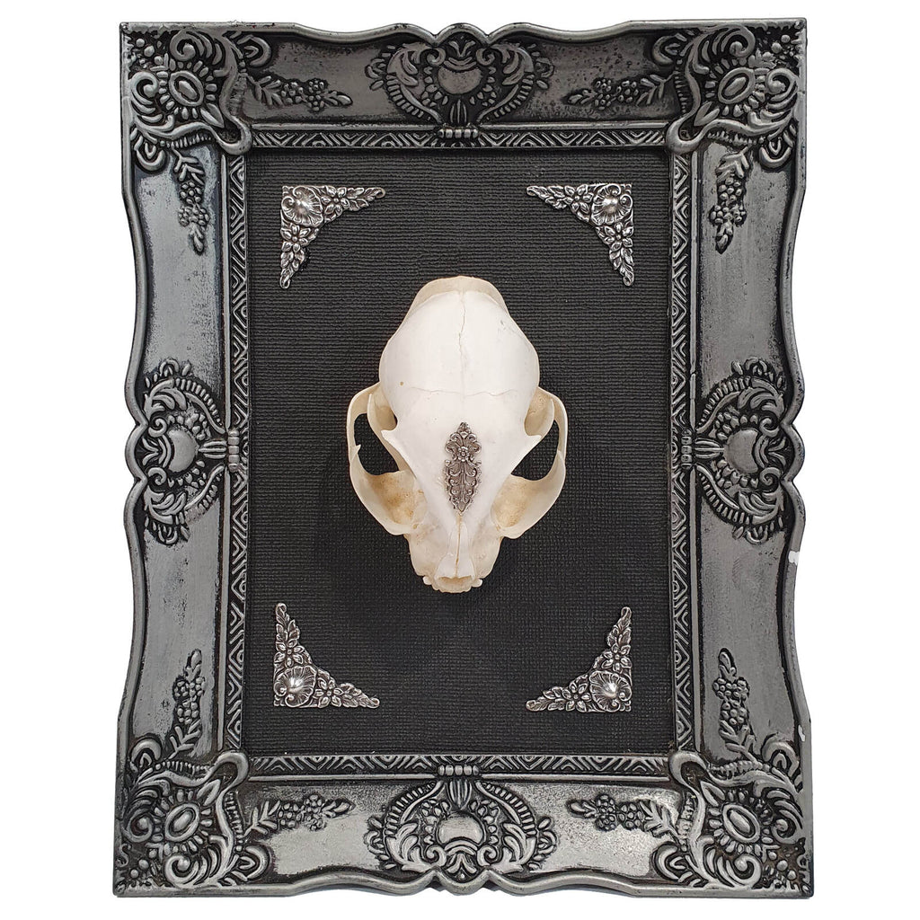 Nightstalker Cat Skull Framed Specimen Wall Decor