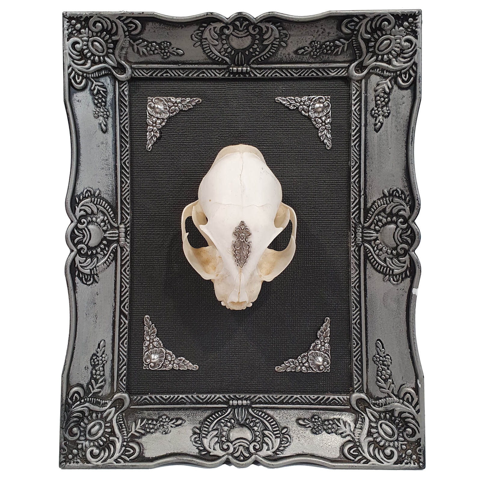 Nightstalker Cat Skull Framed Specimen Wall Decor