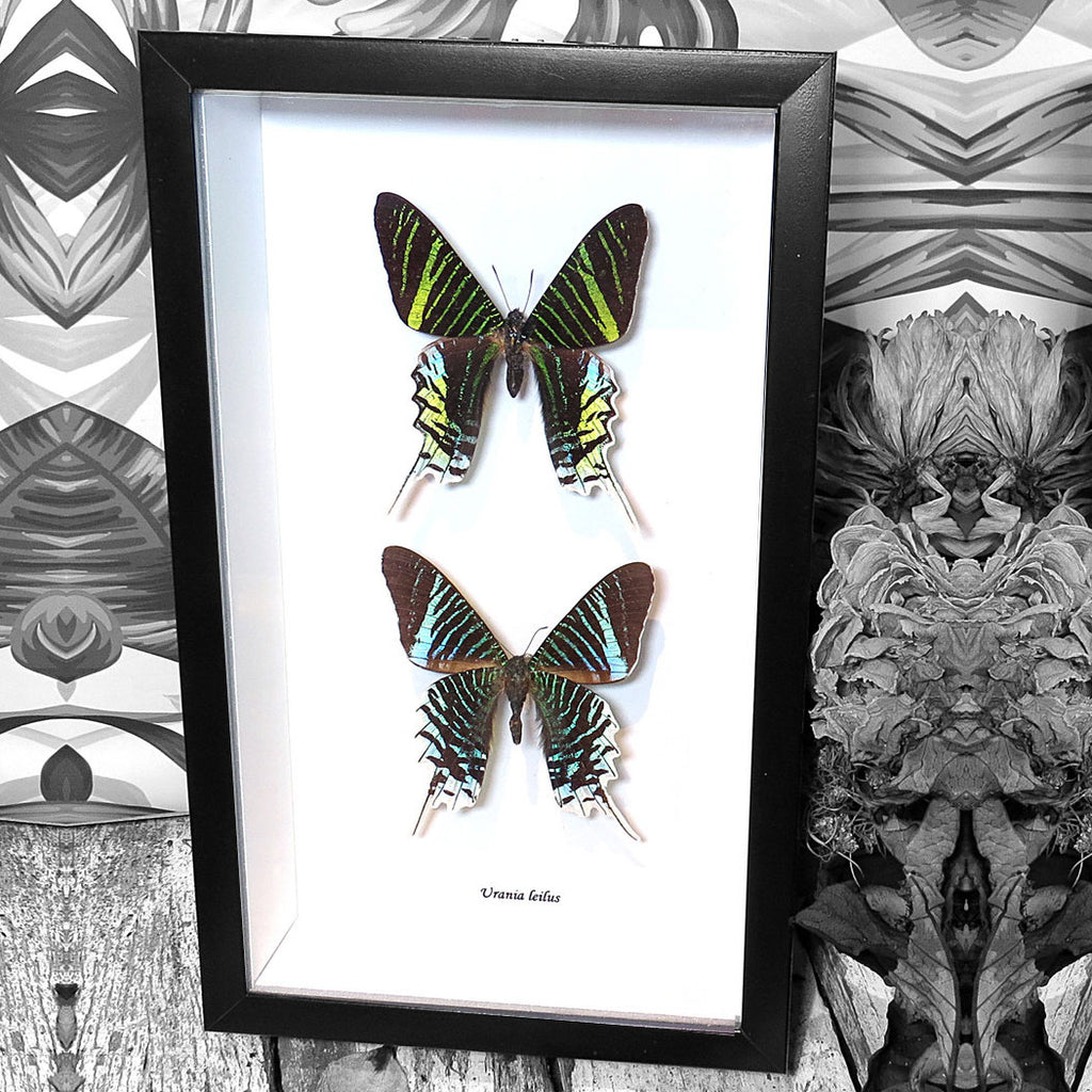 Urania Leilus Visa + Verso Moth Framed Specimen