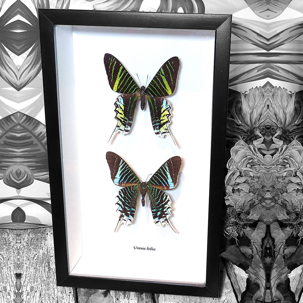 Urania Leilus Visa + Verso Moth Framed Specimen