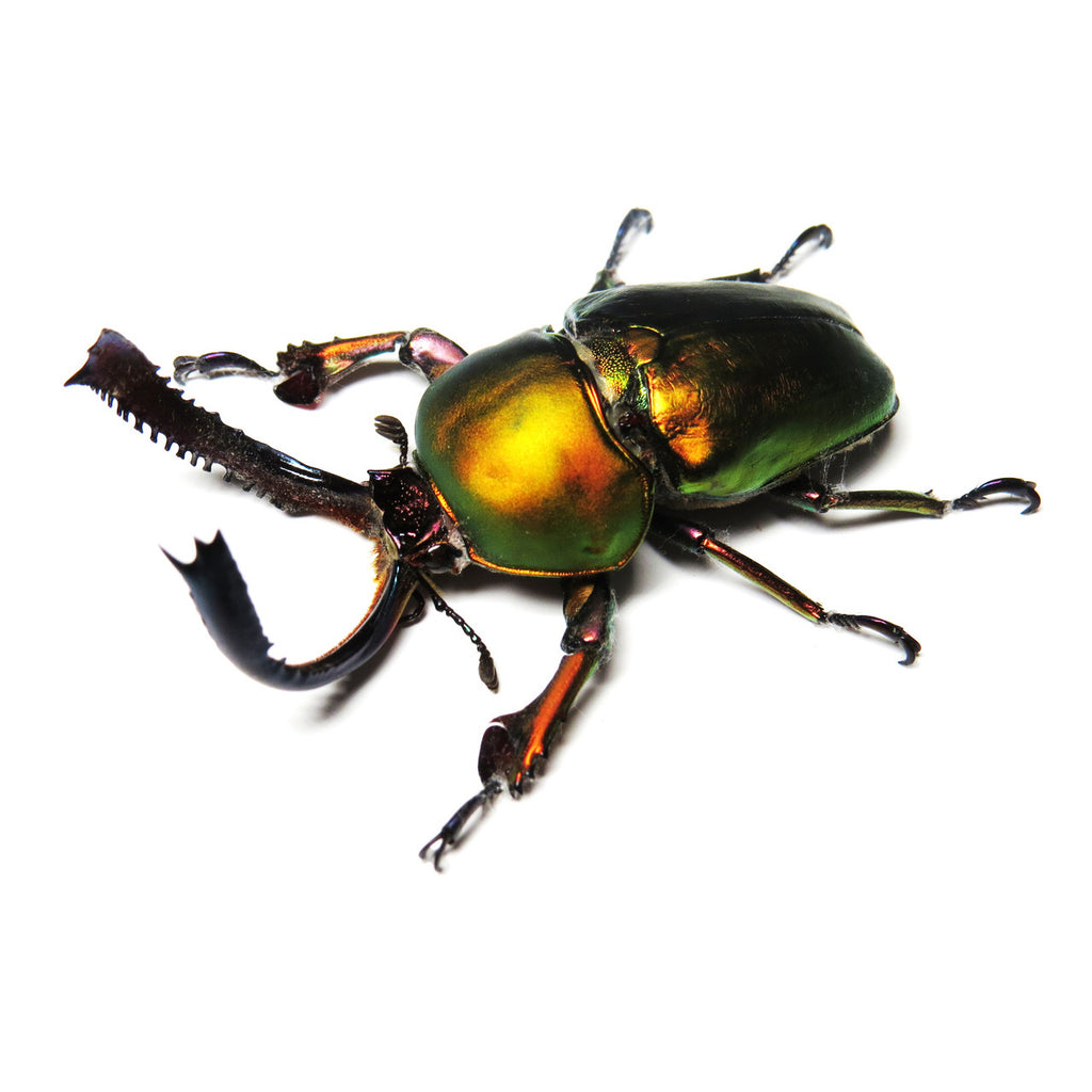 Lamprima Adolphinae Stag Beetle Framed Specimen