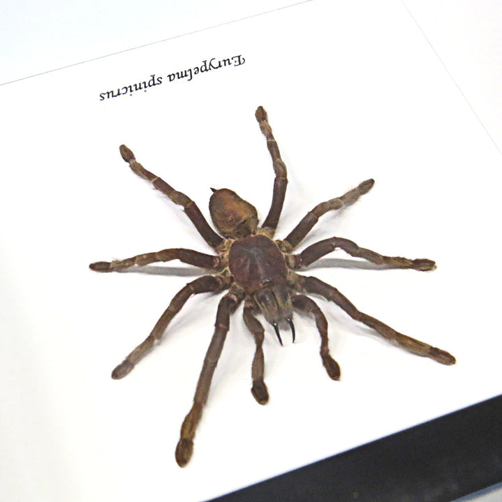Framed Spider Eurypelma Spinicrus Specimen