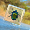 Ground Beetle Specimen in Resin