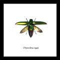 Jewel Beetle Chrysochroa Rajah Framed Genuine Specimen