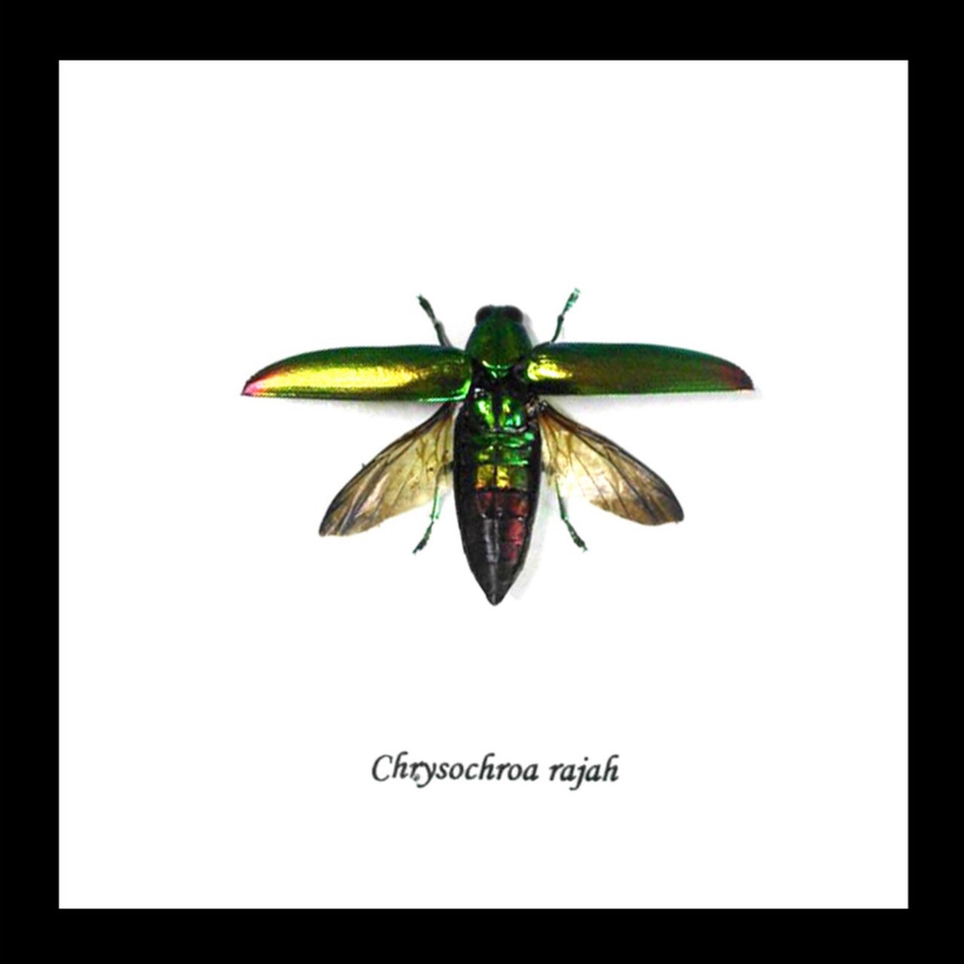 Jewel Beetle Chrysochroa Rajah Framed Genuine Specimen