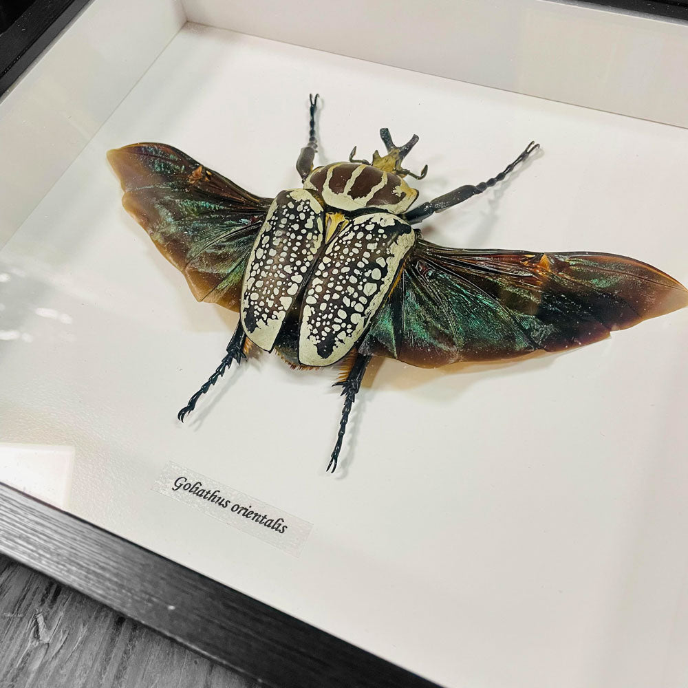 Framed Scarab Beetle Goliathus Orientalis Male Specimen