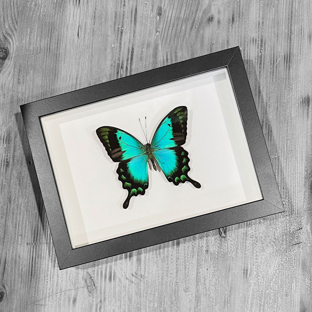 Papilio lorquinianus, Sea Green butterfly in a Frame