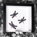 Blue Dragonfly Framed Specimen