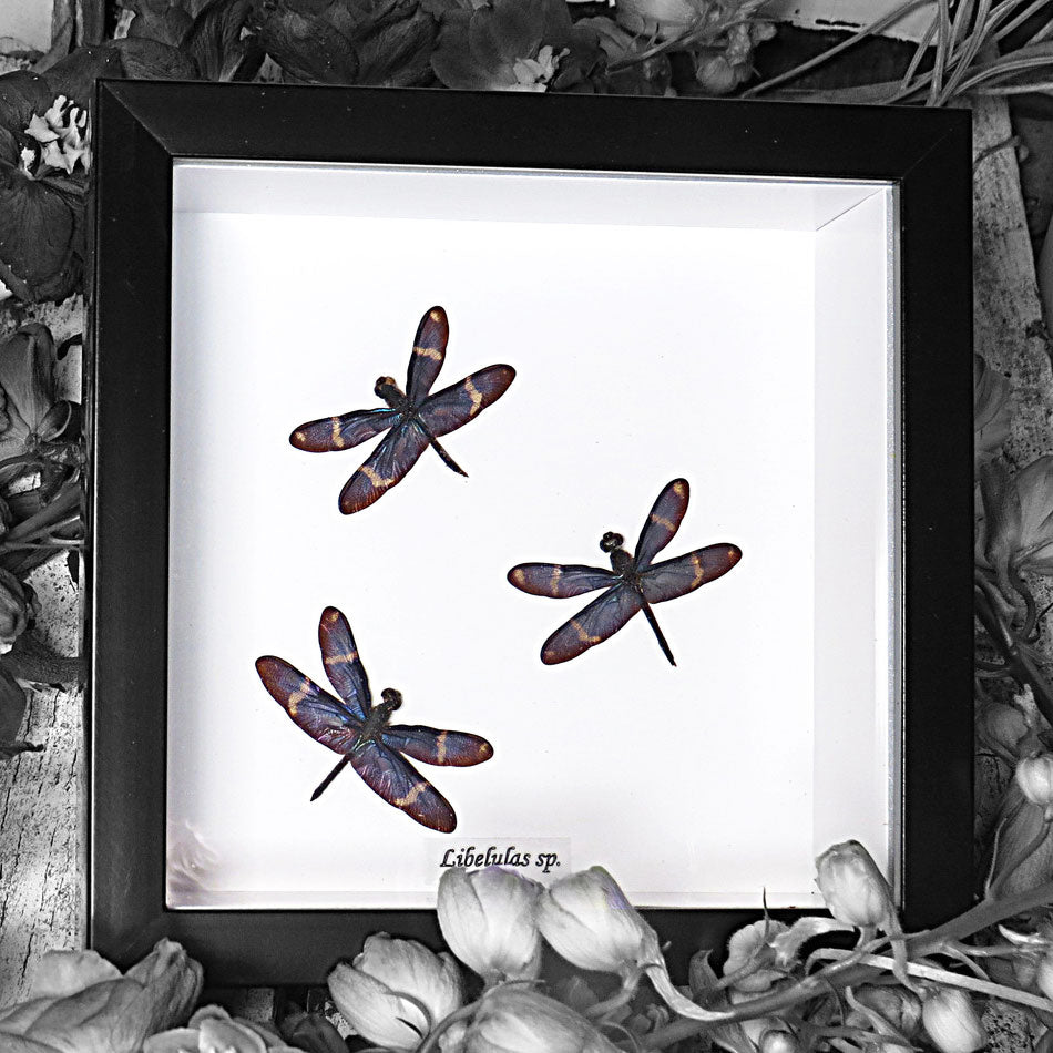 Blue Dragonfly Framed Specimen
