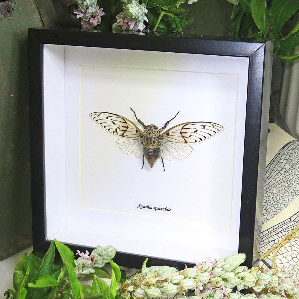 Cicada - Ayuthia Spectabile Framed Genuine Specimen
