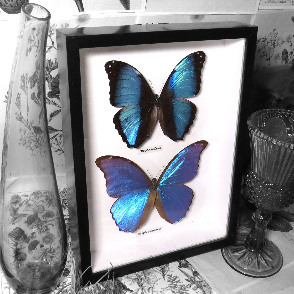 Blue Butterfly - Morpho Combination Framed Specimen