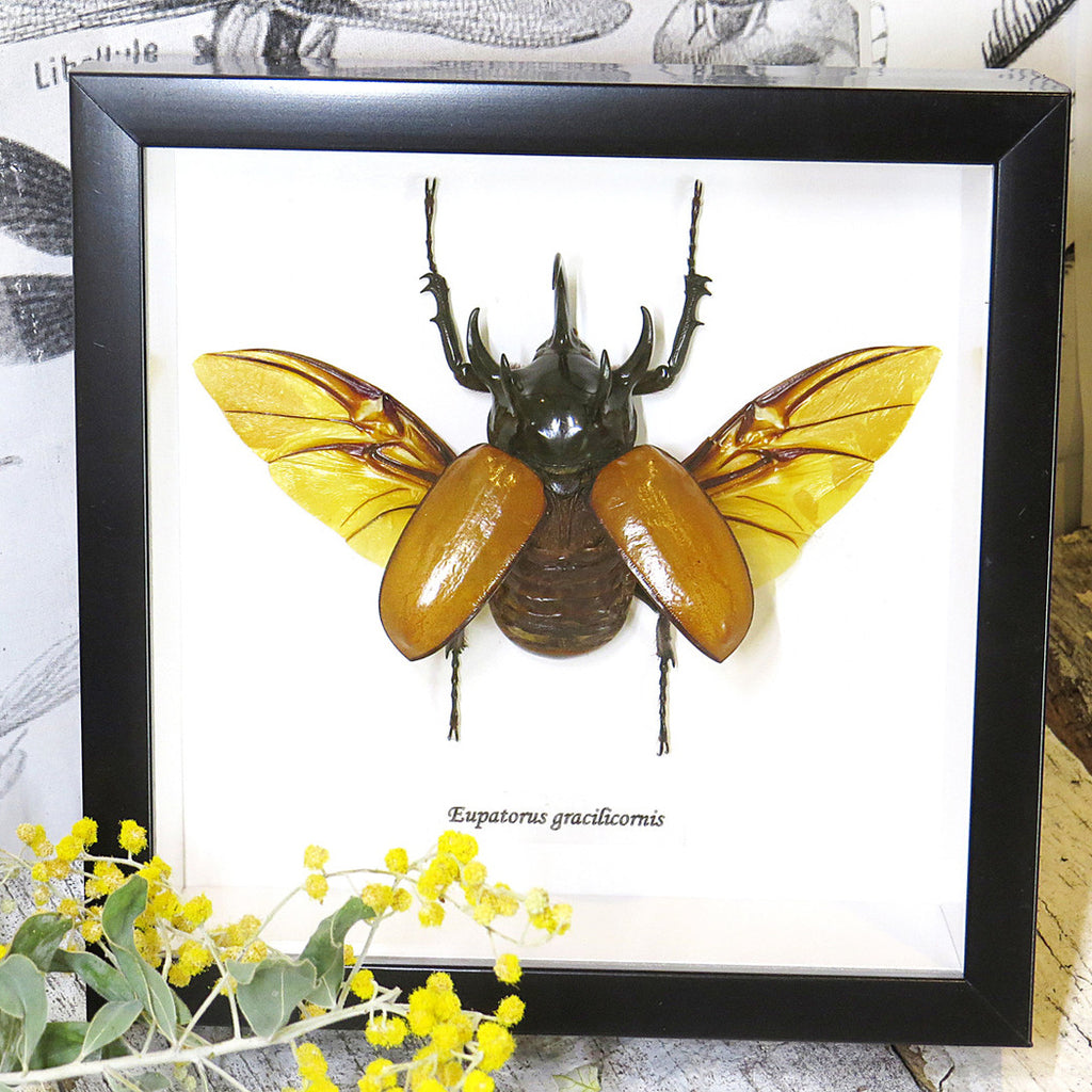 Eupatorus Gracilicornis Rhino Beetle Framed Specimen