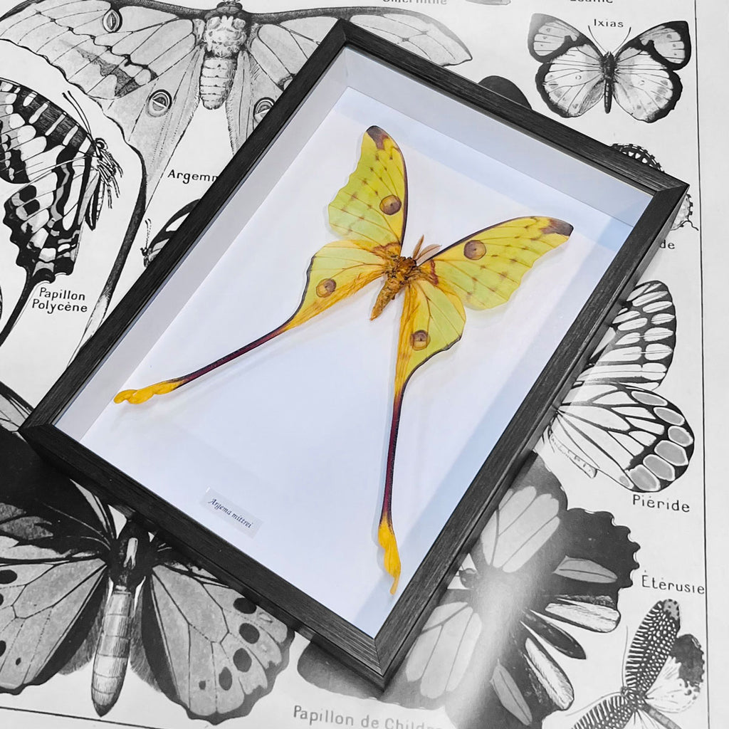 Moon Moth Argema Mittrei Framed Genuine Specimen