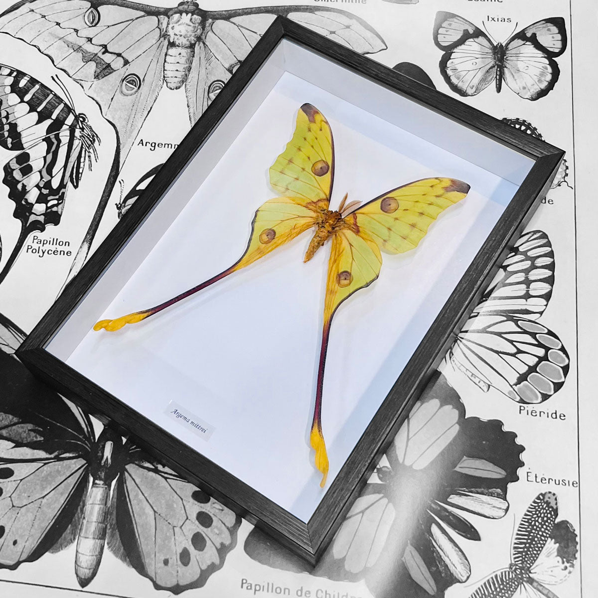 Moon Moth Argema Mittrei Framed Genuine Specimen