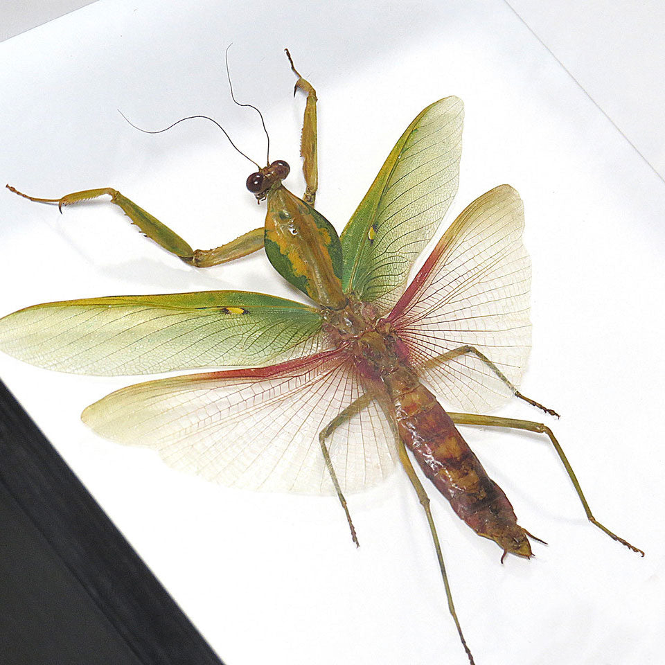 Rhombodera Basalis Mantid Genuine Framed Specimen