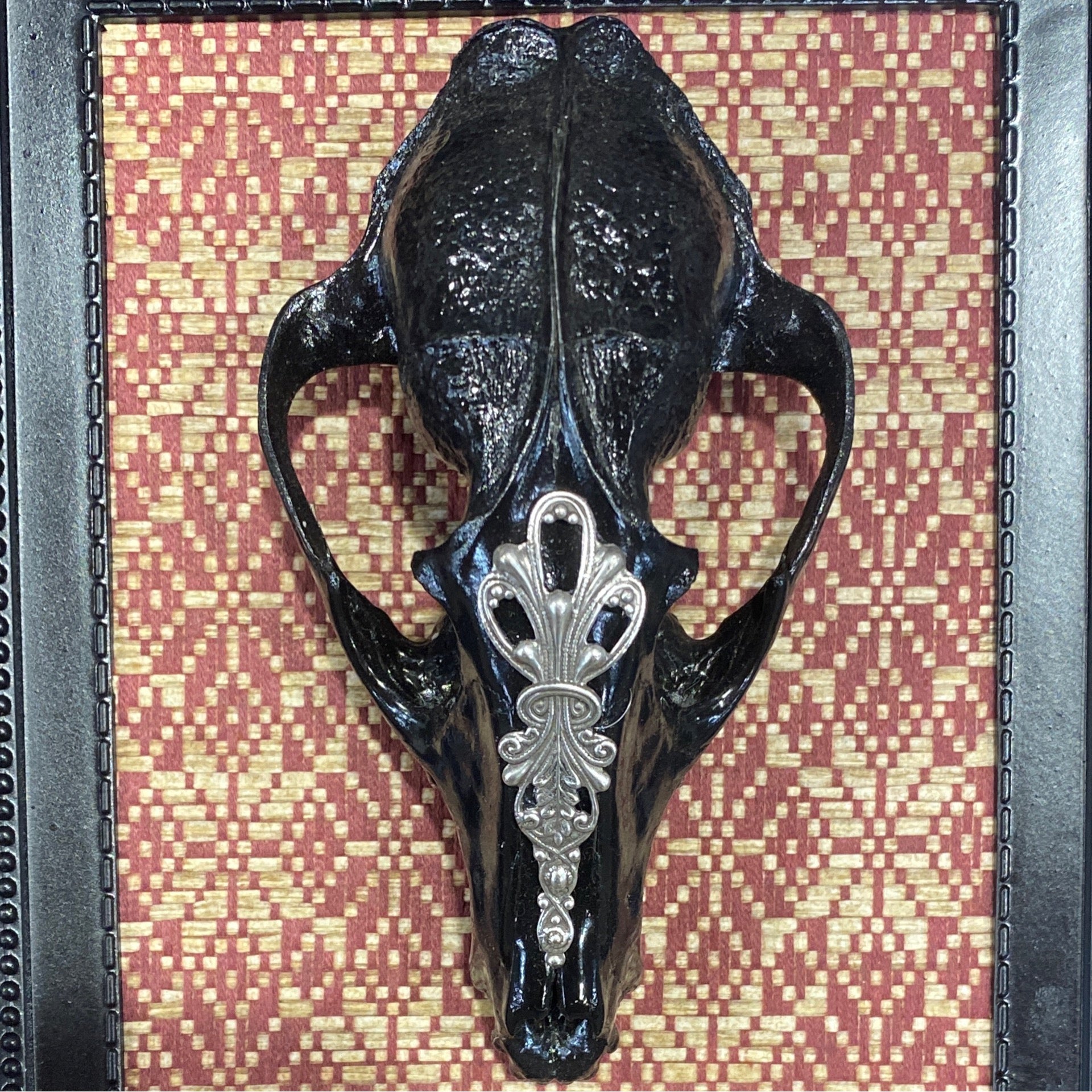 Tanuki Framed Genuine Skull Wall Decor
