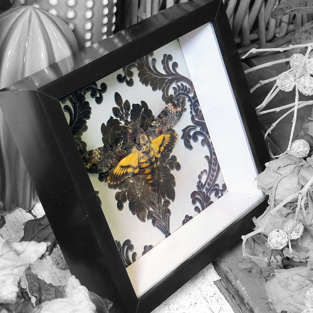 Death's Head Hawkmoth Gothic Framed Specimen