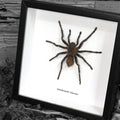 Acanthoscurria Chacoana Framed Tarantula Spider Specimen