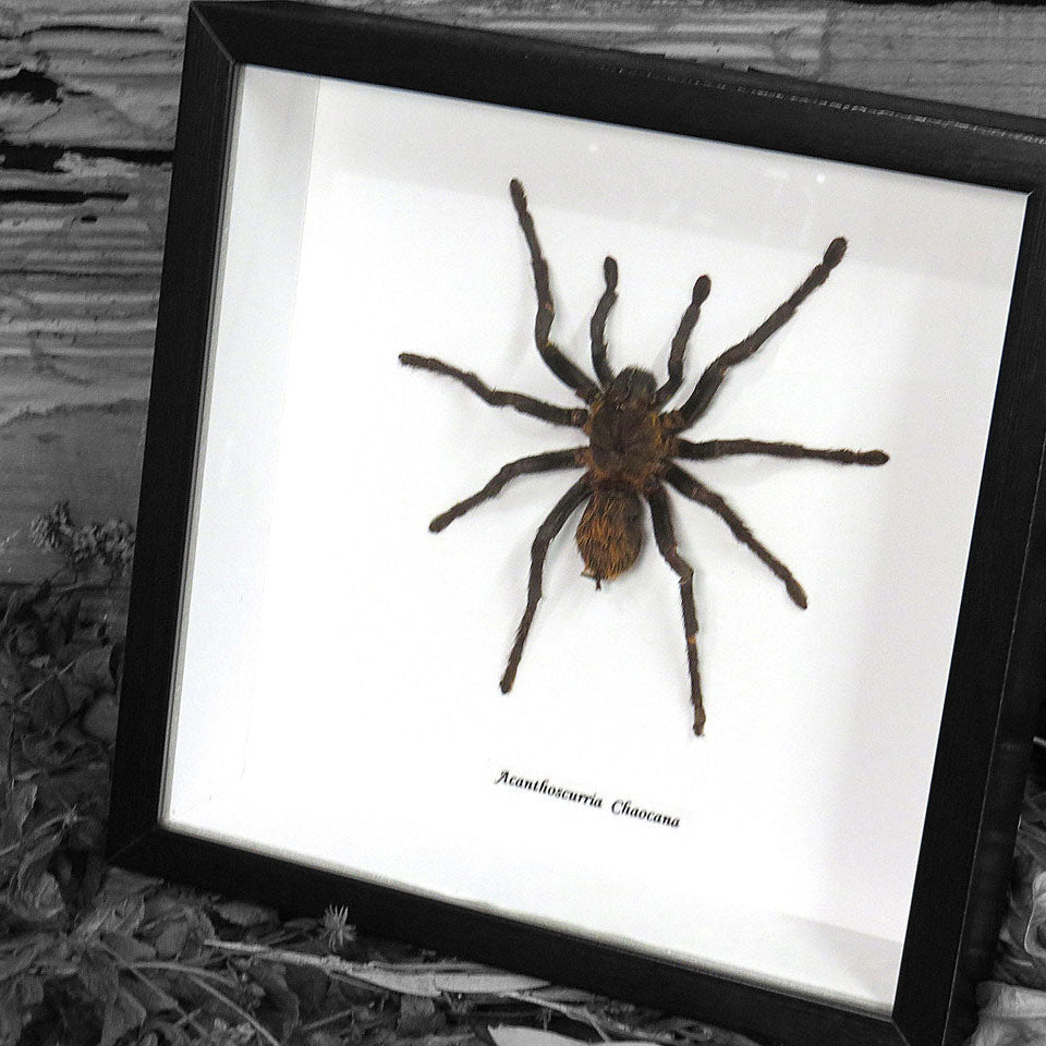 Acanthoscurria Chacoana Framed Tarantula Spider Specimen