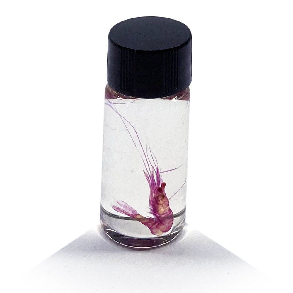 Tiny Shrimp Diaphonised Specimen