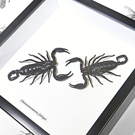 Scorpions Dueling Duo - Genuine Framed Specimen
